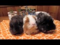 Different Guinea Pig Breeds in the Sherwood Home!