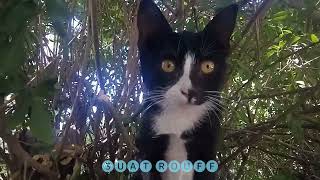 KEDİ BELGESELİ | TELEFONDA KENDİLERİNİ GÖREN KEDİLER | CAT DOCUMENTARY | TELEFONA POZ VEREN KEDİLER