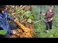 full video of the days on the farm, going to the forest to dig calyx tubers and potato peels to sell