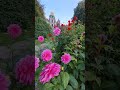 The beauty of dahlias at The Keukenhof castle, The Netherlands #shorts  #flowers