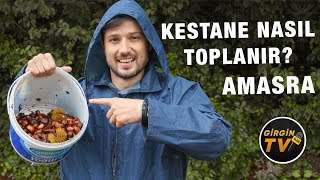 Amasra Ormanlarında Kestane Topladık ! #amasra #kestanetoplamak #kestane