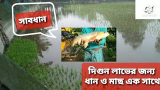 ধান ও মাছ চাষ।। ধান খেতে কি কি মাছ ছারা জাবে না ।। Rice and Fish cultivation ।। Minapadi