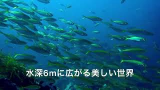 2022.10.1 福井県越前町壁石浜 ダイビング