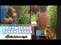 PETIK DAN TANAM NANAS - little kebun