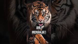 Harimau Pemangsa Tunggal || FAKTA UNIK #animals #animalfacts #facts #shorts #tiger #tigers