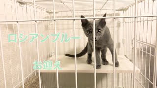 ロシアンブルーの子猫が家にきた！4ヶ月♂