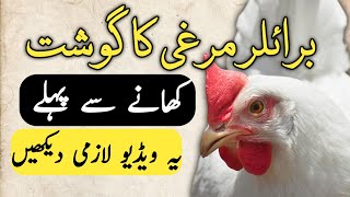 برائلر مرغی کیسے تیار ہوتی ہے ؟