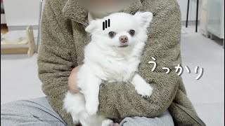 頭が働かない寝起きはにっかり抱っこされ！...ショックを隠し切れない犬ｗ