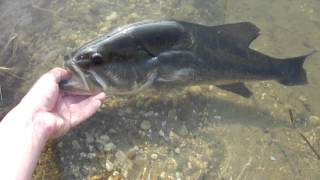 Bass 55cm from Hungary,Belevare