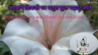 भगवान शिवजी पर धतूरा फूल चढ़ाए जाते||Dhatura flowers are offered to Lord Shiva