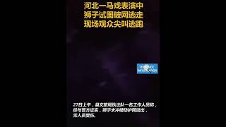 河北一马戏表演中狮子试图破网逃走现场观众尖叫逃跑🇨🇳