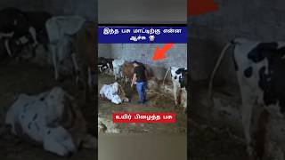 இந்த பசு மாட்டிற்கு என்ன ஆச்சு?😱 #shorts #cow #animals