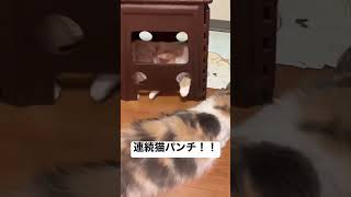 隠れて連続猫パンチ#shorts #猫 #cat #癒し#猫パンチ