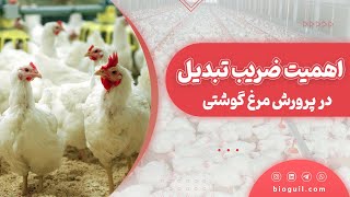 اهمیت ضریب تبدیل  در پرورش مرغ گوشتی