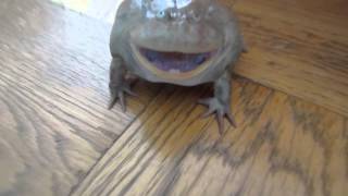 凄い声のバジェットガエル Screaming Budgett's frog