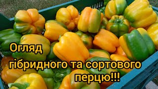 ПЕРЕЦЬ,ЯКИЙ ВАРТИЙ УВАГИ!!!  огляд гібридного та сортового перцю. 2024.