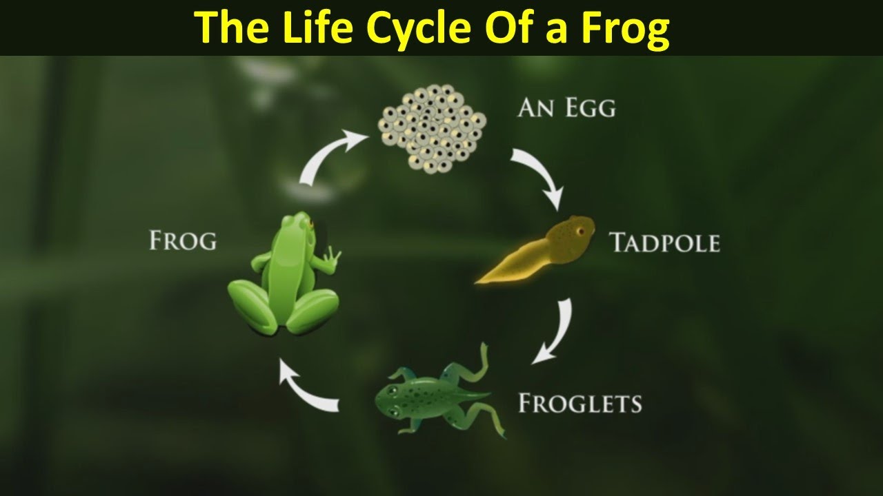 The Life Cycle Of A Frog - YouTube