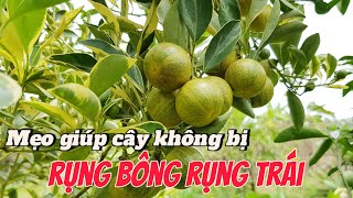 EP 124 : Cây trồng sẽ không còn bị rụng bông , rụng trái khi làm theo mẹo này.