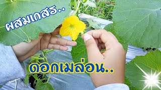 วิธีผสมเกสรดอกเมล่อน แบบง่ายๆ ครับ(ได้ผลจริง)