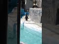 ペンギンちゃん🐧と音のハーモーニーが笑える😆www 笑 （the penguin 🐧 and the sound harmony are hilarious 😆hahahahahaha lol ）