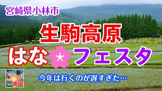 【宮崎散歩】2024生駒高原はなフェスタ　今年は行くのが遅すぎました　宮崎県小林市　宮崎の風景　懐かしい風景　イベント