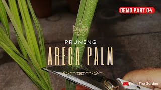 Pruning Areca Palm | How to Prune Areca Palm | Correct Ways of Pruning in Winters | From The Garden