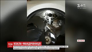 Дика коала проїхала 16 кілометрів, ухопившись за вісь колеса автівки австралійця