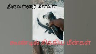 கூண்டில் மாட்டிய மீன்கள்