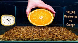 100,000 Mealworms vs Orange | Mealworms videos | ZHS TV