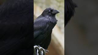 A flock of ravens is commonly known as \