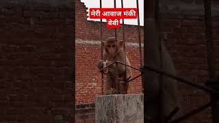 Cute baby monkey क्यूट बेबी मंकी#bandar #cute#viral#monkey video#cute monkey#Bezubaan#monkey help#🐒🐒