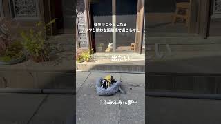 チワワとボストンテリアの距離感【仕事行くよシリーズ】