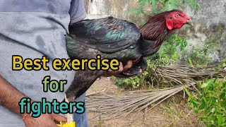 Best exercise for fighters|#Villageroosterfarm|