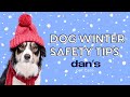 The Best Winter Safety Tips for Dogs!