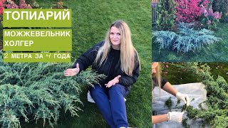 ТОПИАРИЙ | ЩУПАЛЬЦА КАЛЬМАРА | ИЗ МОЖЖЕВЕЛЬНИКА ХОЛГЕР