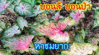 ชมบอนสี บอนป่าเกิดขึ้นเองในป่าอเมริกา สีสันลวดลายสวยงามมาก