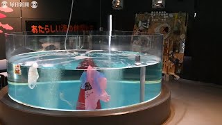 海洋ごみ目プラスチック科レジ袋　海洋ごみを展示する水族館