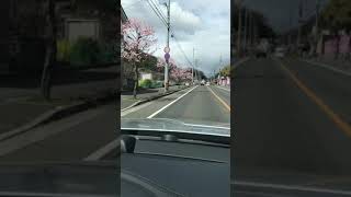 福山市田尻の杏祭り