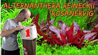 Kleines (rosa)nerviges Papageienblatt | Alternanthera reineckii rosanervig | ADVENTdicted! | Tür 1