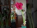 'Pink Surprise' Amaryllis Bloomed in 18 Days!!! #amaryllis #gardening