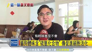 沒事多「吸貓狗」？ 英國研究：寵物體味可防癌｜三立新聞台