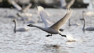 冬の使者ハクチョウが新潟・瓢湖に集結