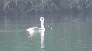 I0083　大分川　戻ってきた　カンムリカイツブリ　Oita River　Returned Great Crested Grebe