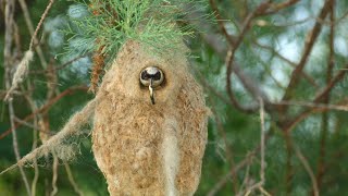 Çulha kuşu Şahane yuvası ve tam yavrusunu beslediği an #çulha #birds #nationalgeographic