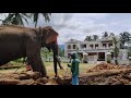 timber elephant pulling huge wodden log elephantsofkerala