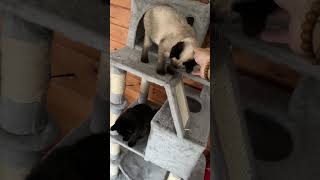 The return of Jelly Cat #kittens #catdaddy #cuteanimals #funny