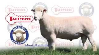 Tattykeel Dorset Meat Sheep Team