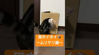 猫ホイホイ📦〜ムリヤリ編〜前回の続きです💁‍♀️今度はスピカが🐱🩵スカイに🐈‍⬛❤譲りました💨️ #ムーンスター #ねこ #猫 #cat #段ボール #kitten #catlover