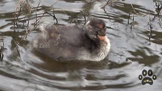 Jungle Zest - Little Grebe