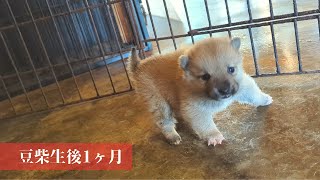 生後1ヶ月の豆柴の赤ちゃんは意外とアクロバティック。　|　acrobatic baby shiba inu.